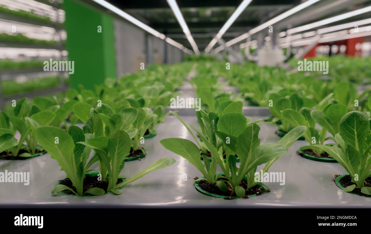 Le lampade a LED brillano sulle foglie dei microgreens in pentole idroponiche. Piante fresche coltivazione verticale automatica. Foto Stock