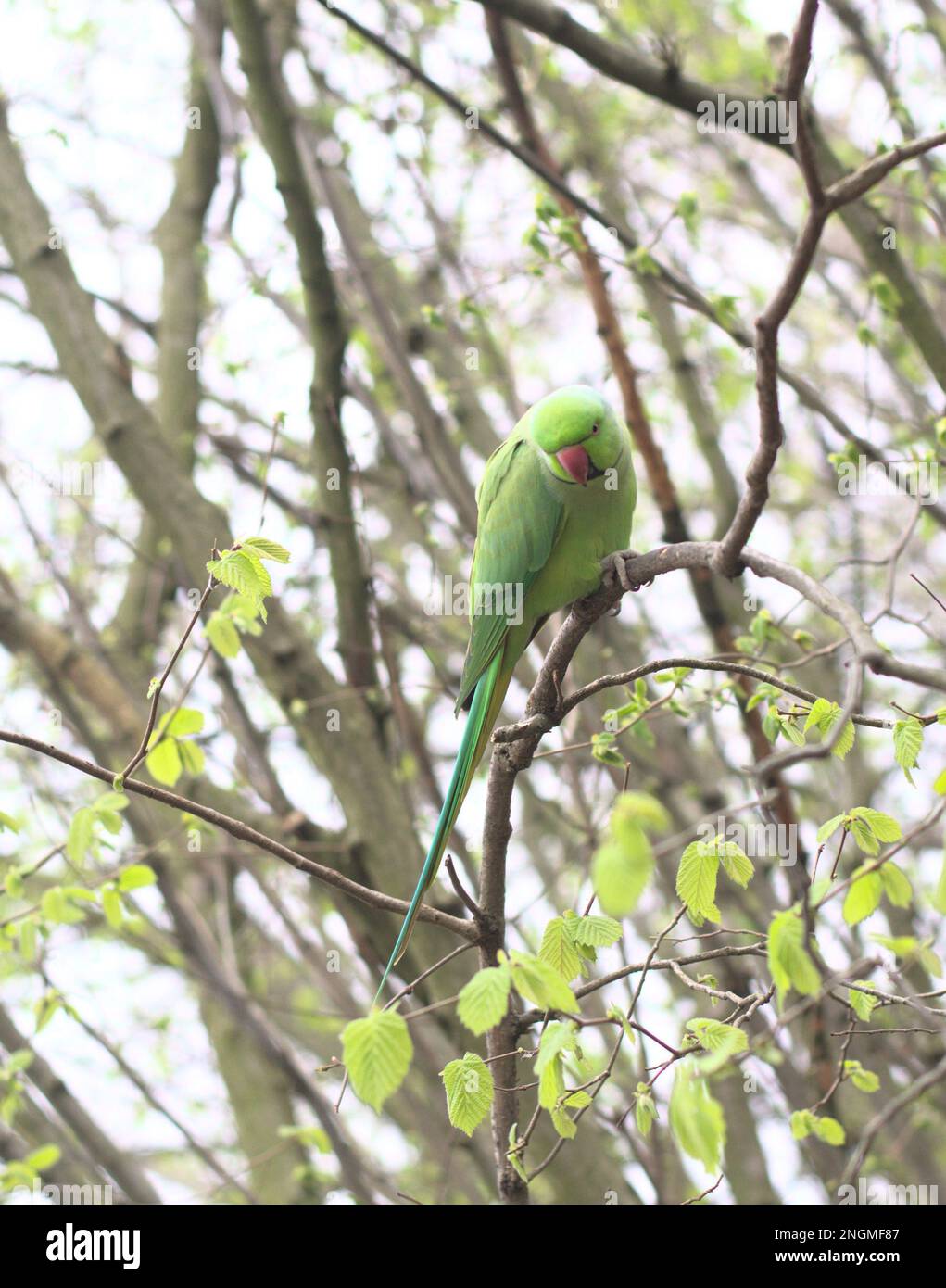 Un pappagallo verde siede arroccato su un ramo dell'albero mentre munching sul fogliame Foto Stock
