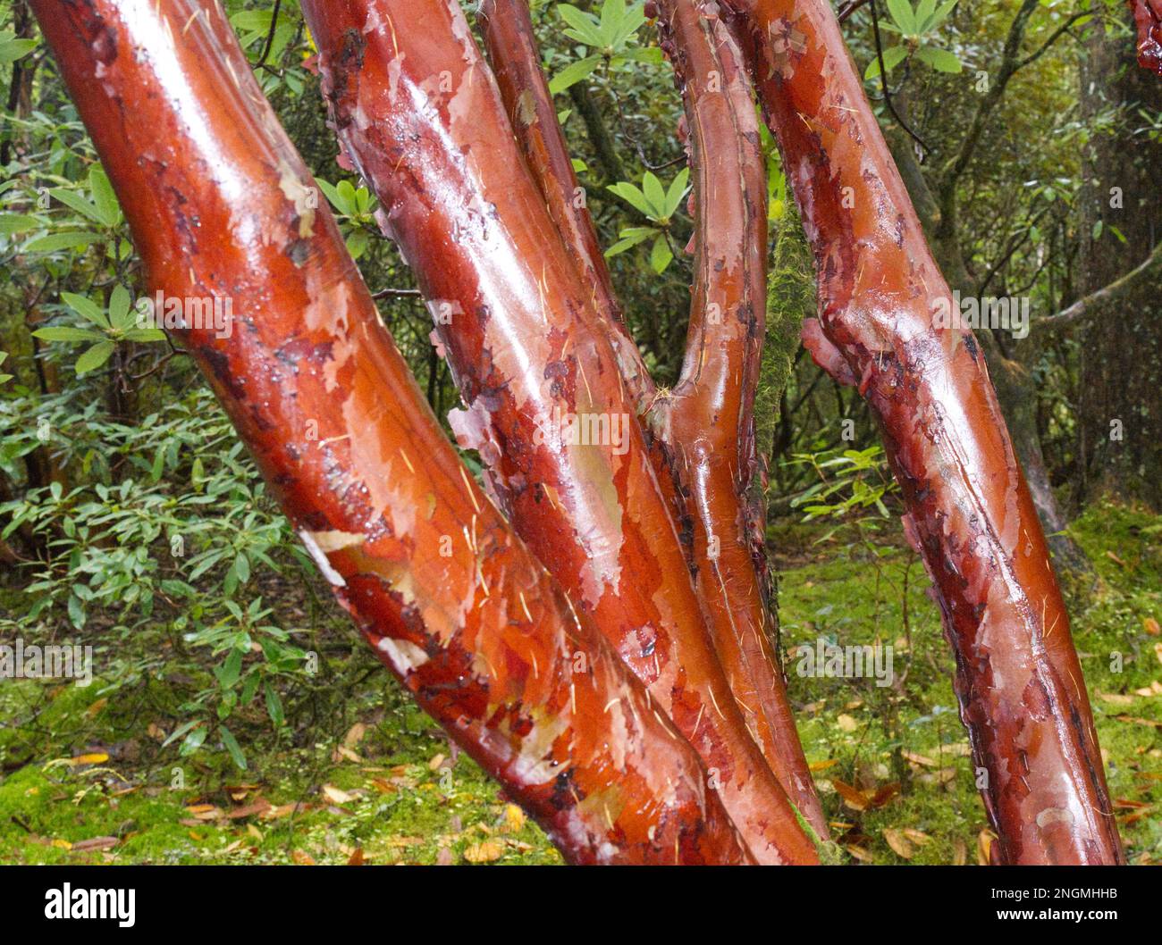Gambi invernali rossi brillanti di rododendro barbatum nel mese di novembre Foto Stock