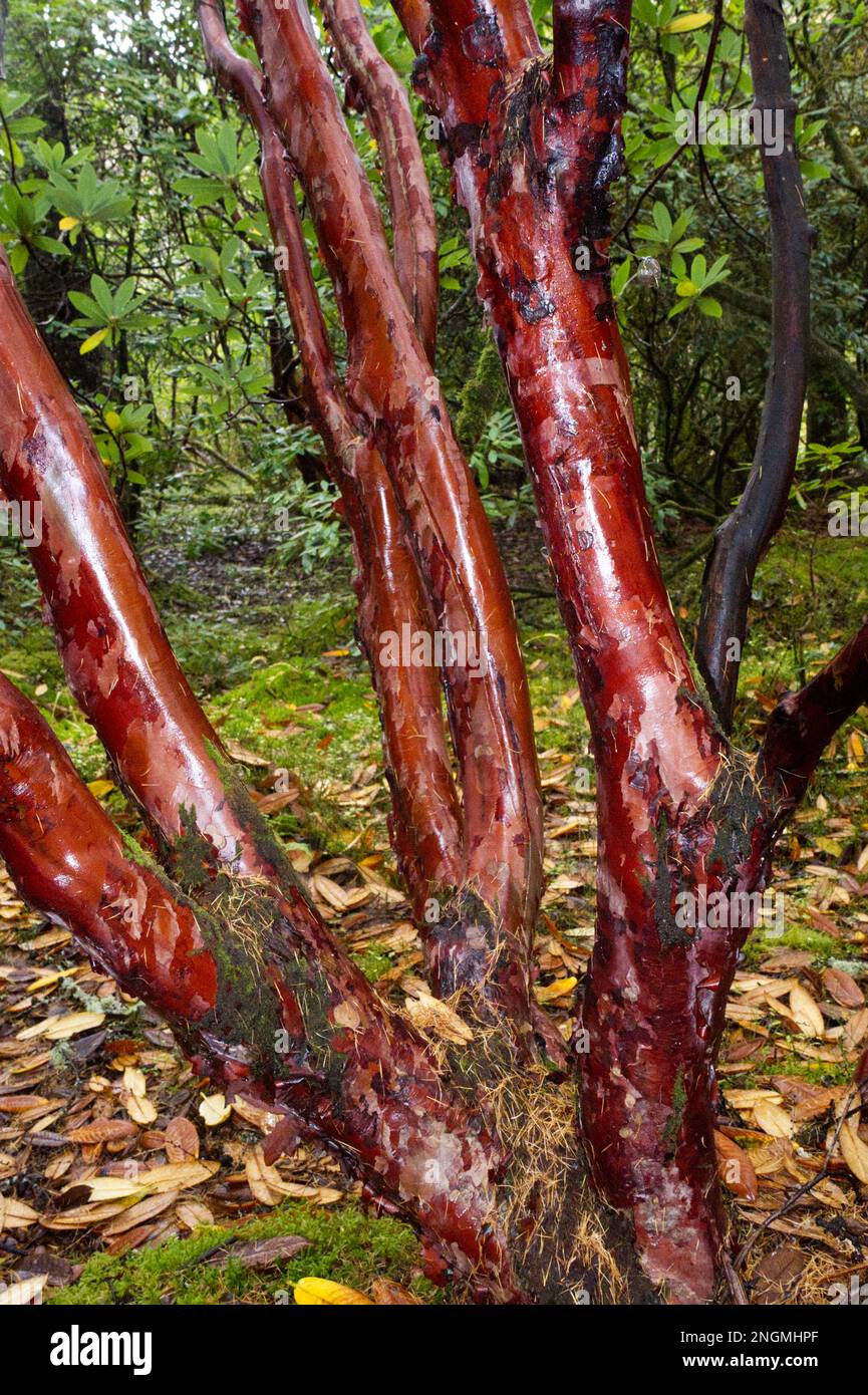 Gambi invernali rossi brillanti di rododendro barbatum nel mese di novembre Foto Stock