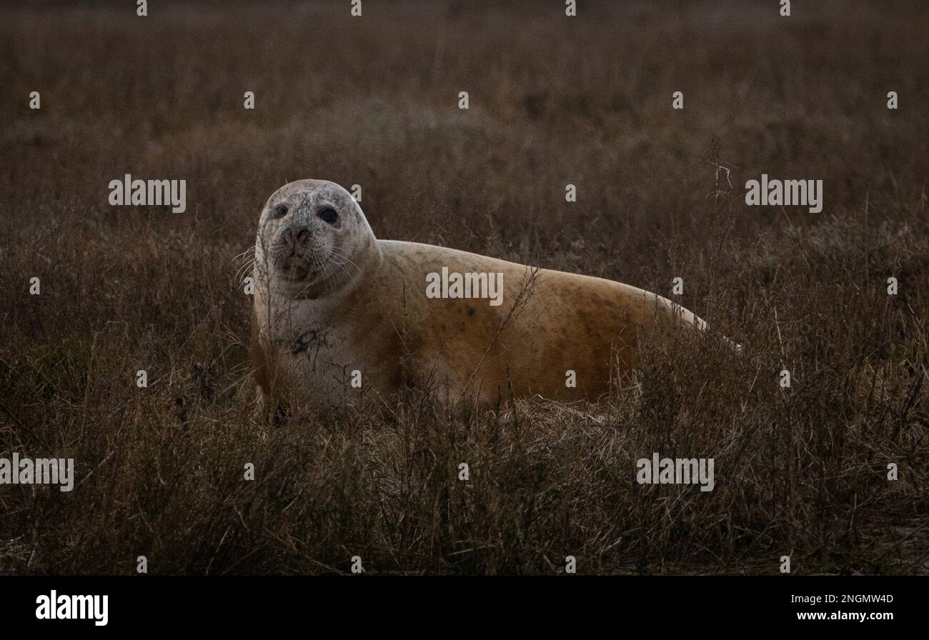 Una foca comune si trova sulle rive dei mudbanks nella riserva naturale di Hamford, vicino Harwich, Gran Bretagna 18 febbraio 2023. REUTERS/Suzanne Plunkett Foto Stock