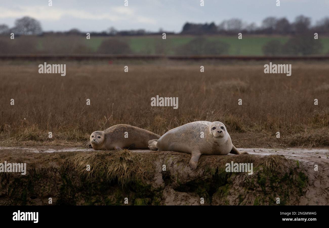 Le foche comuni riposano sui mudbanks nella riserva naturale di Hamford, vicino Harwich, Gran Bretagna 18 febbraio 2023. REUTERS/Suzanne Plunkett Foto Stock