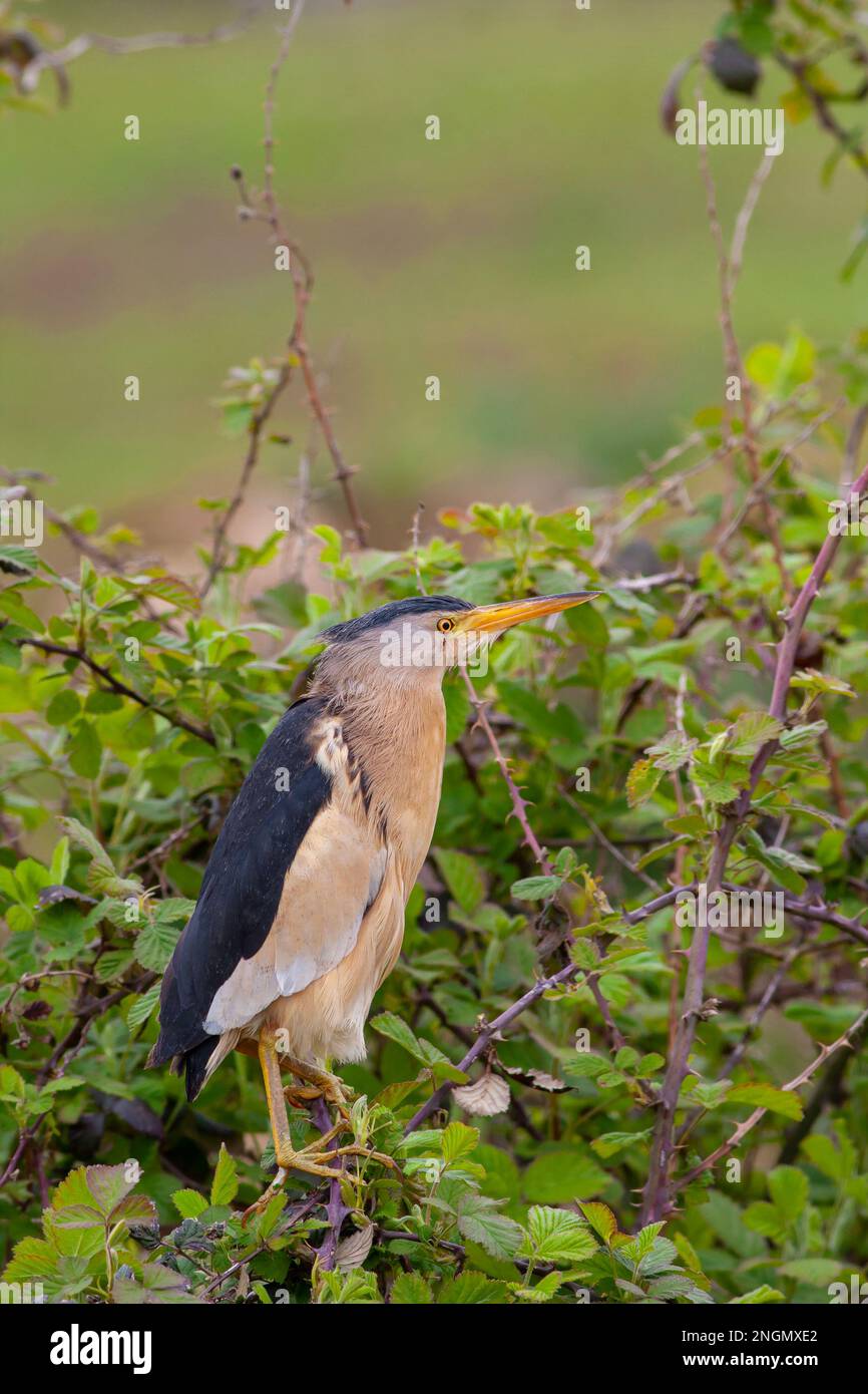 Grande uccello d'acqua nell'albero, piccolo Bittern, Ixobrychus minutus Foto Stock