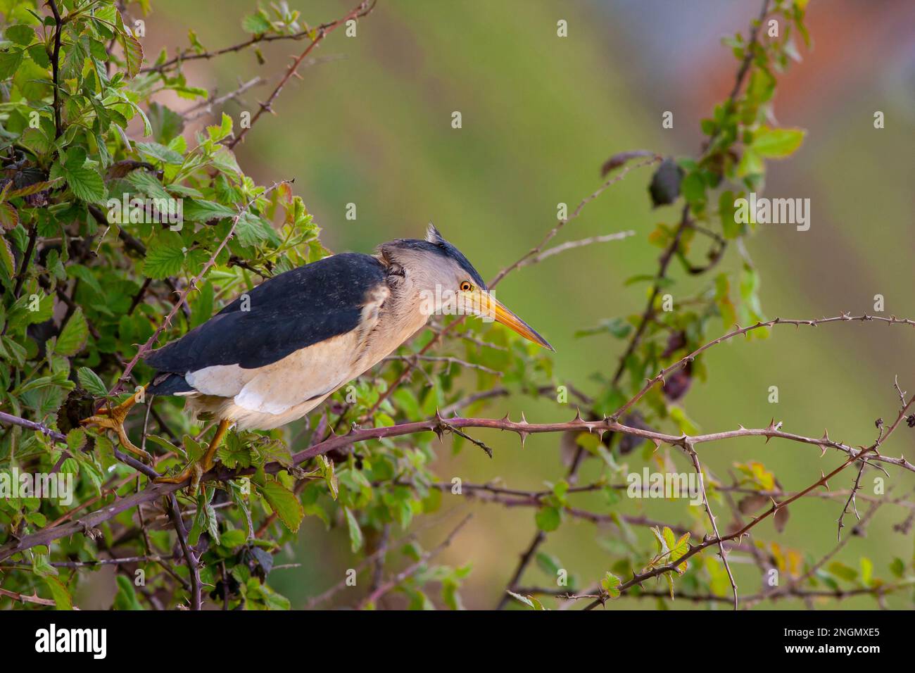 Grande uccello d'acqua nell'albero, piccolo Bittern, Ixobrychus minutus Foto Stock