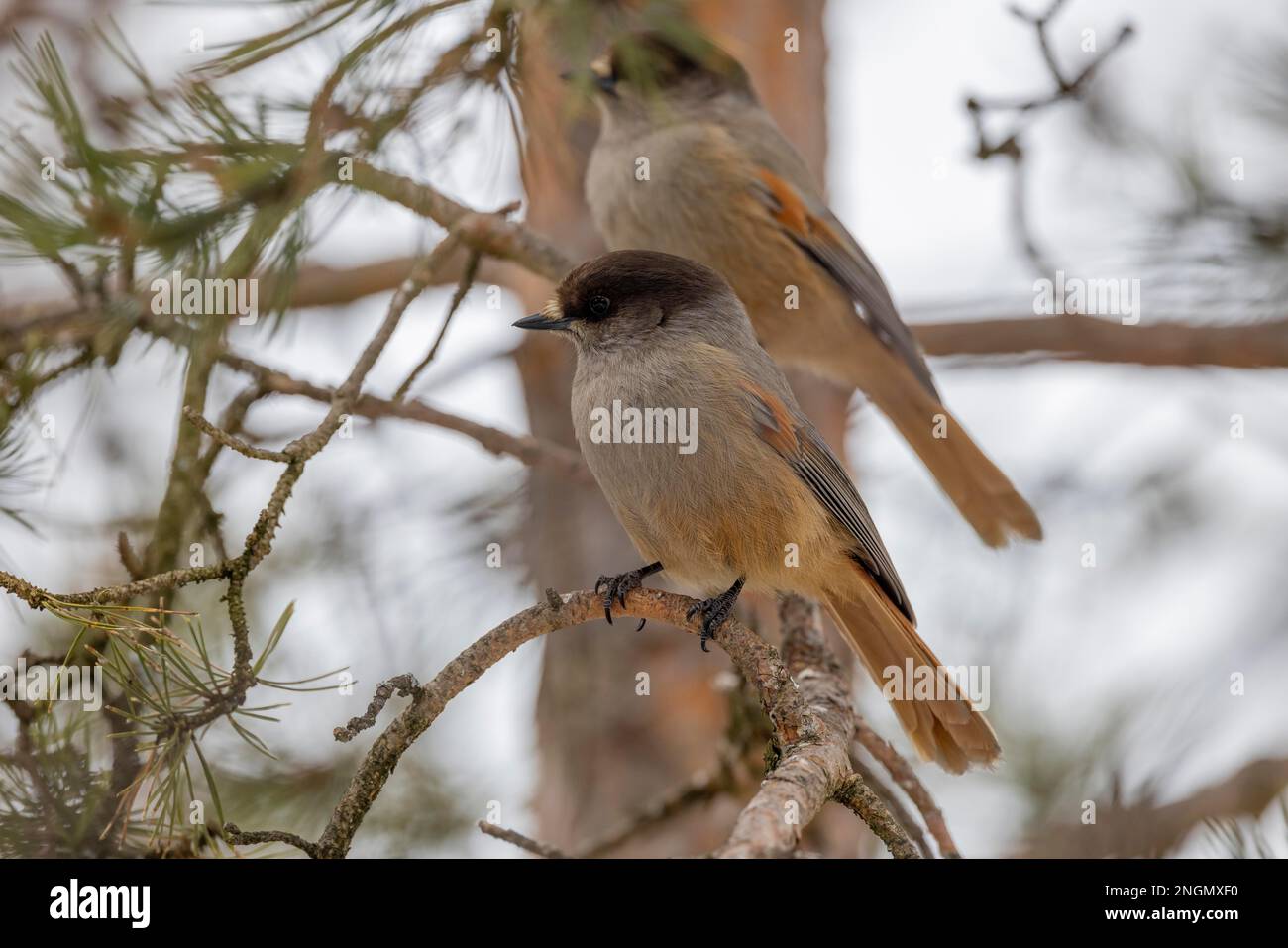 Jay Siberiano (Perisoreus infaustus), 2 uccelli, su ramo di pino, Lapponia, Finlandia Foto Stock