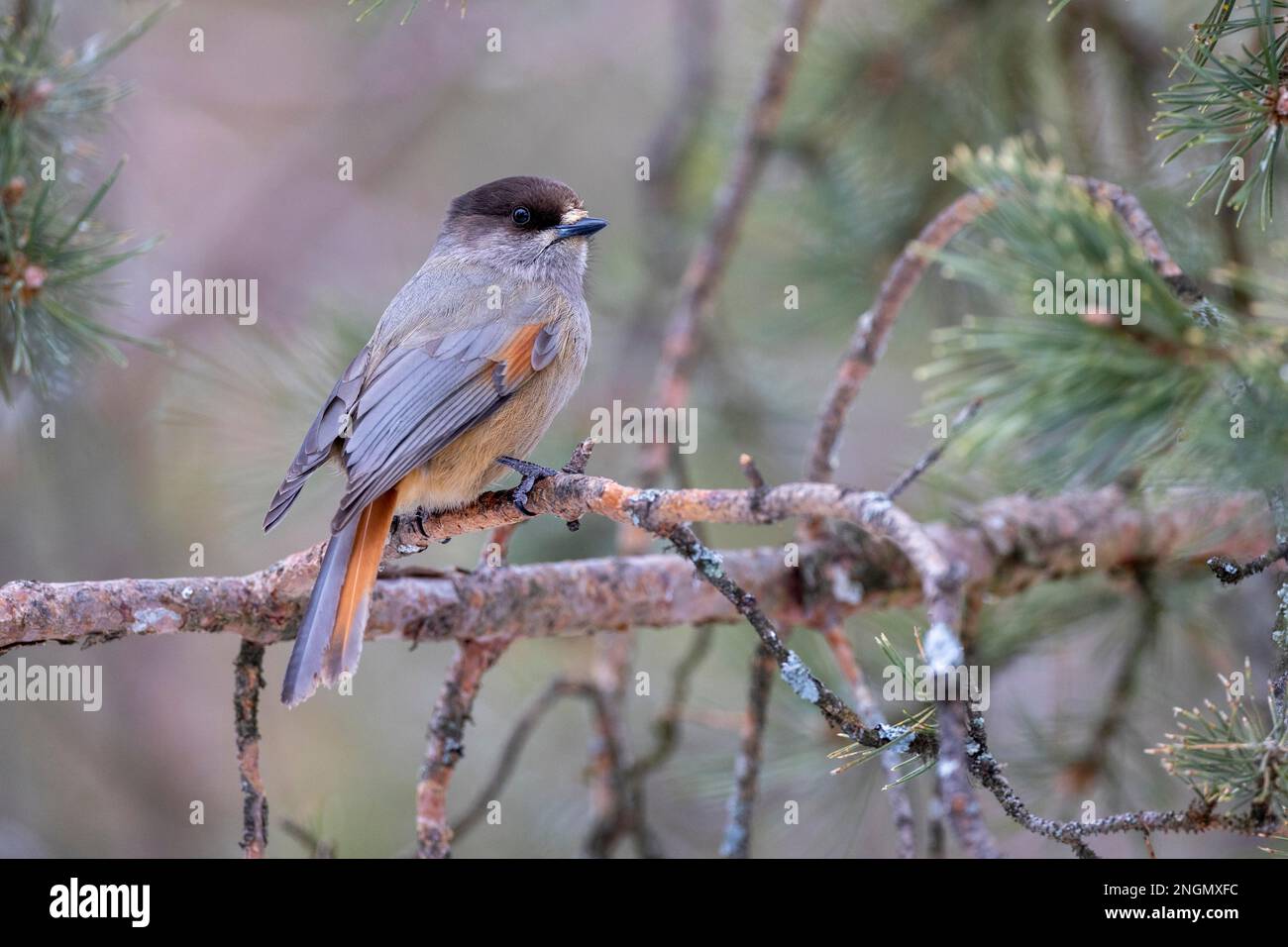 Jay Siberiano (Perisoreus infaustus), 2 uccelli, su ramo di pino, Lapponia, Finlandia Foto Stock