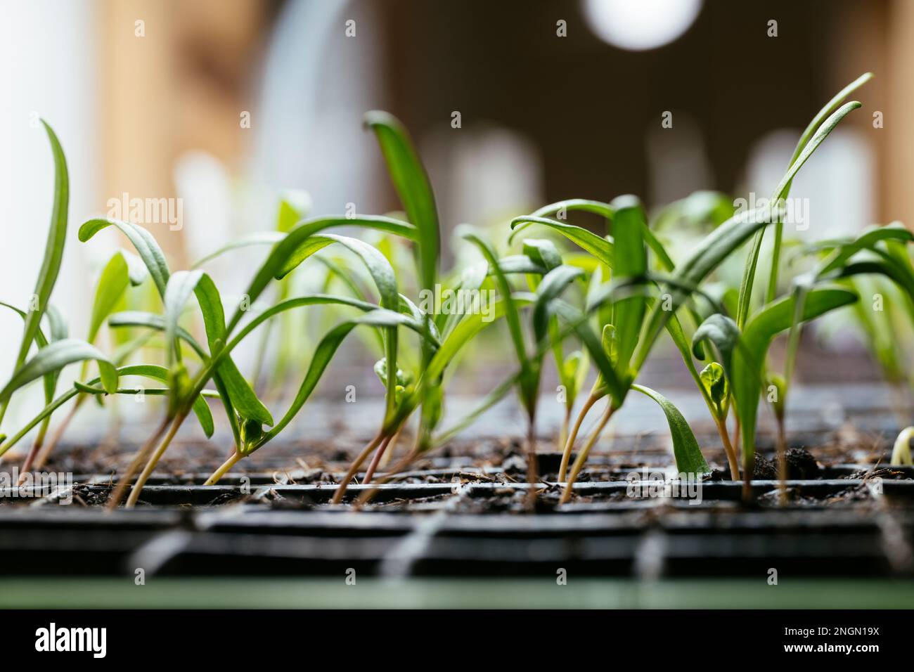 Giovani pianta di spinaci di due settimane che crescono all'interno sotto luce crescere. Foto Stock
