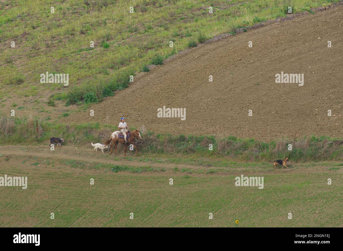 Molise - Italia - 30 novembre 2014 - Cavaliere cavalca il cavallo e guida i cani nella campagna del Molise Foto Stock