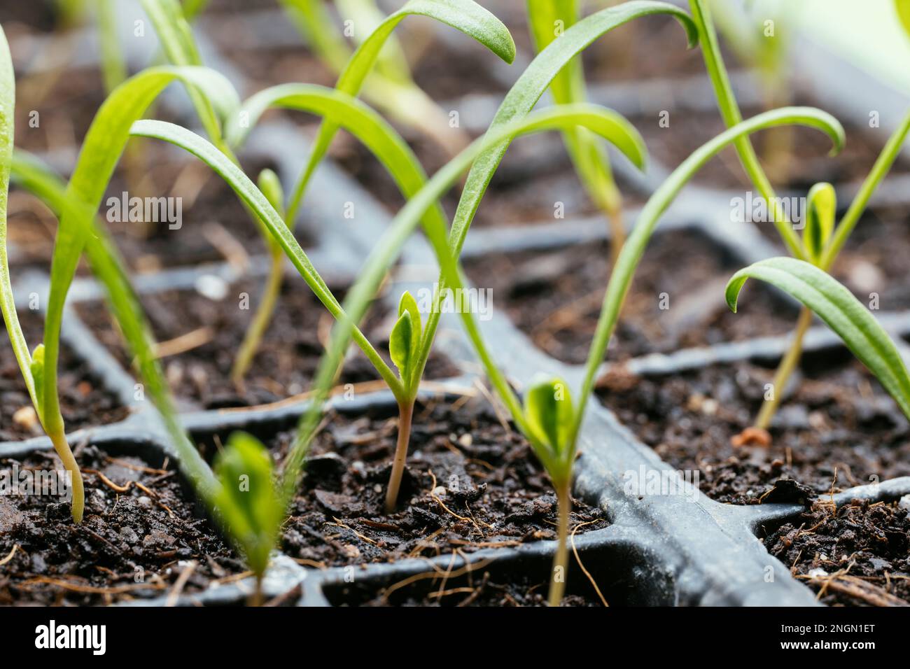 Giovani pianta di spinaci di due settimane che crescono all'interno sotto luce crescere. Foto Stock