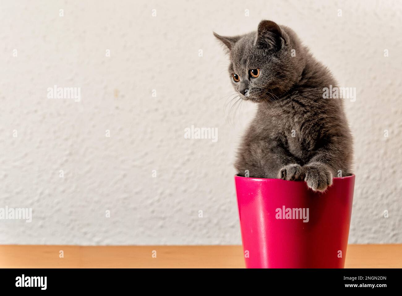 Gattino grigio shorthair britannico all'interno di un contenitore rosso che guarda curiosamente, sfondo chiaro con spazio copia Foto Stock