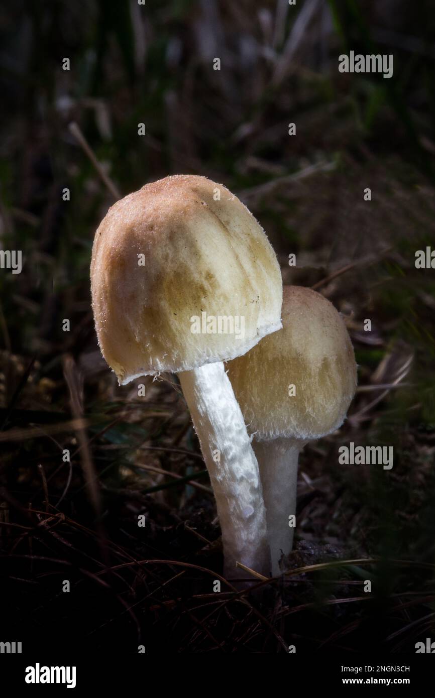 Primo piano di funghi su sfondo verde sfocato. Pan reapproché de champignons sur fond vert floue. Foto Stock