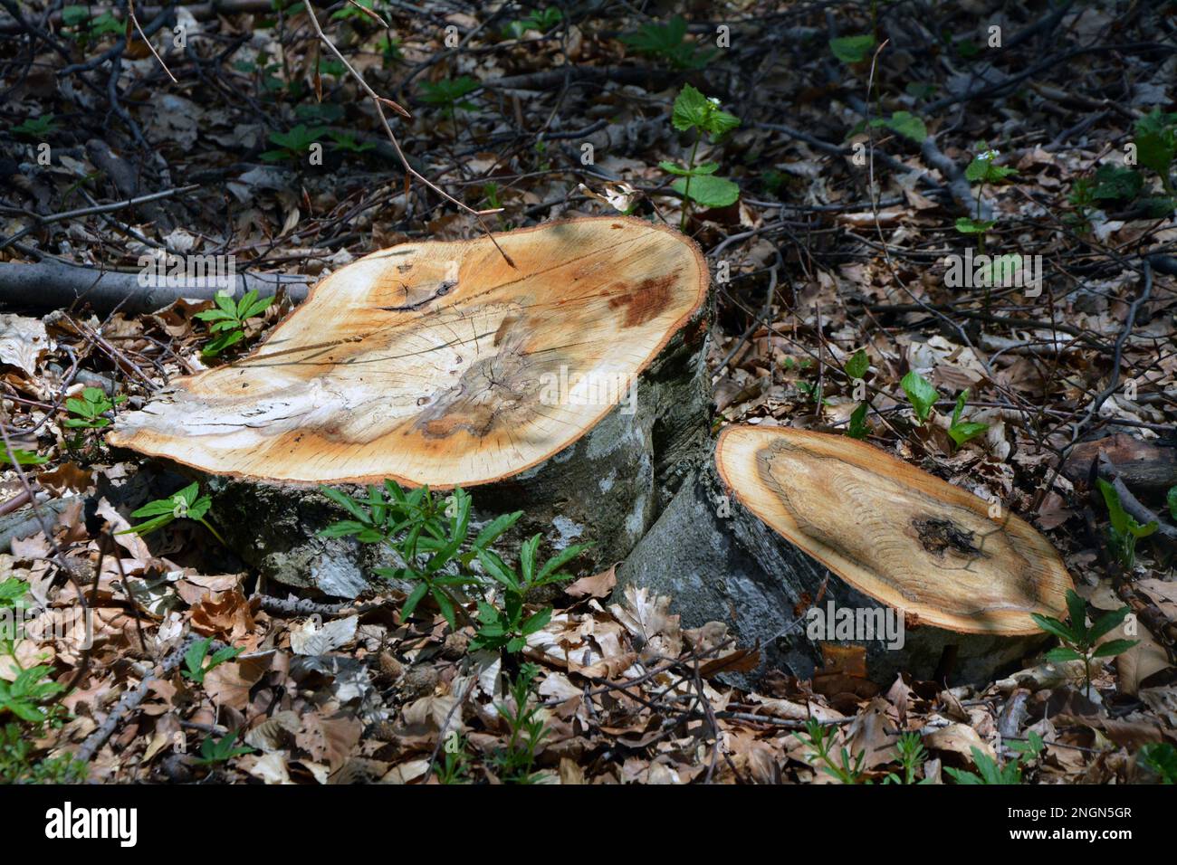 I ceppi di due alberi tagliati nella foresta con gli anelli dell'albero che mostrano.immagine orizzontale con spazio di copia. Ecologia, deforestazione e concetti di industria. Foto Stock