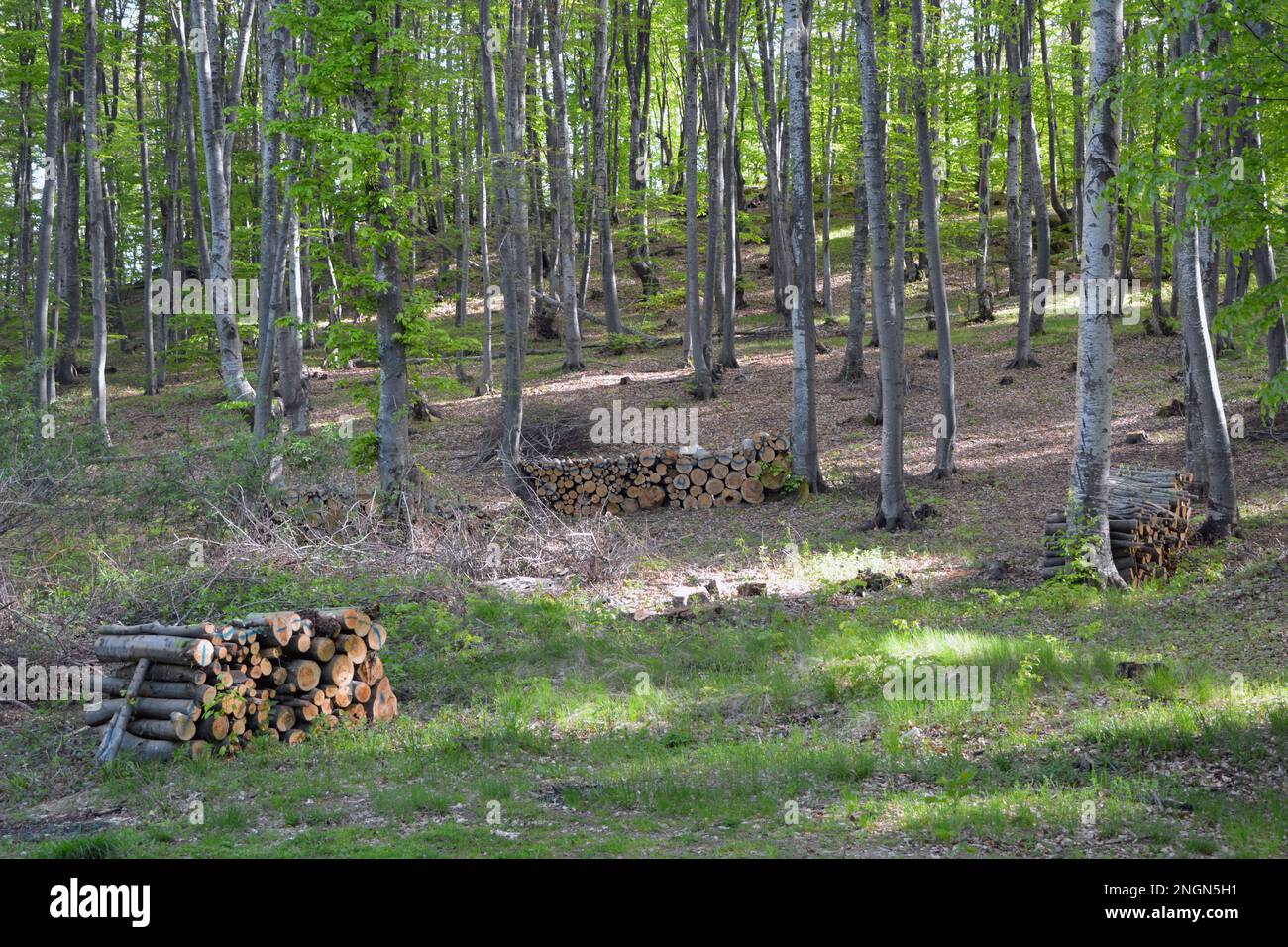 Diversi mucchi di tronchi tagliati di alberi accatastati all'aperto nella foresta. Immagine orizzontale. Ecologia, deforestazione e concetti di industria Foto Stock