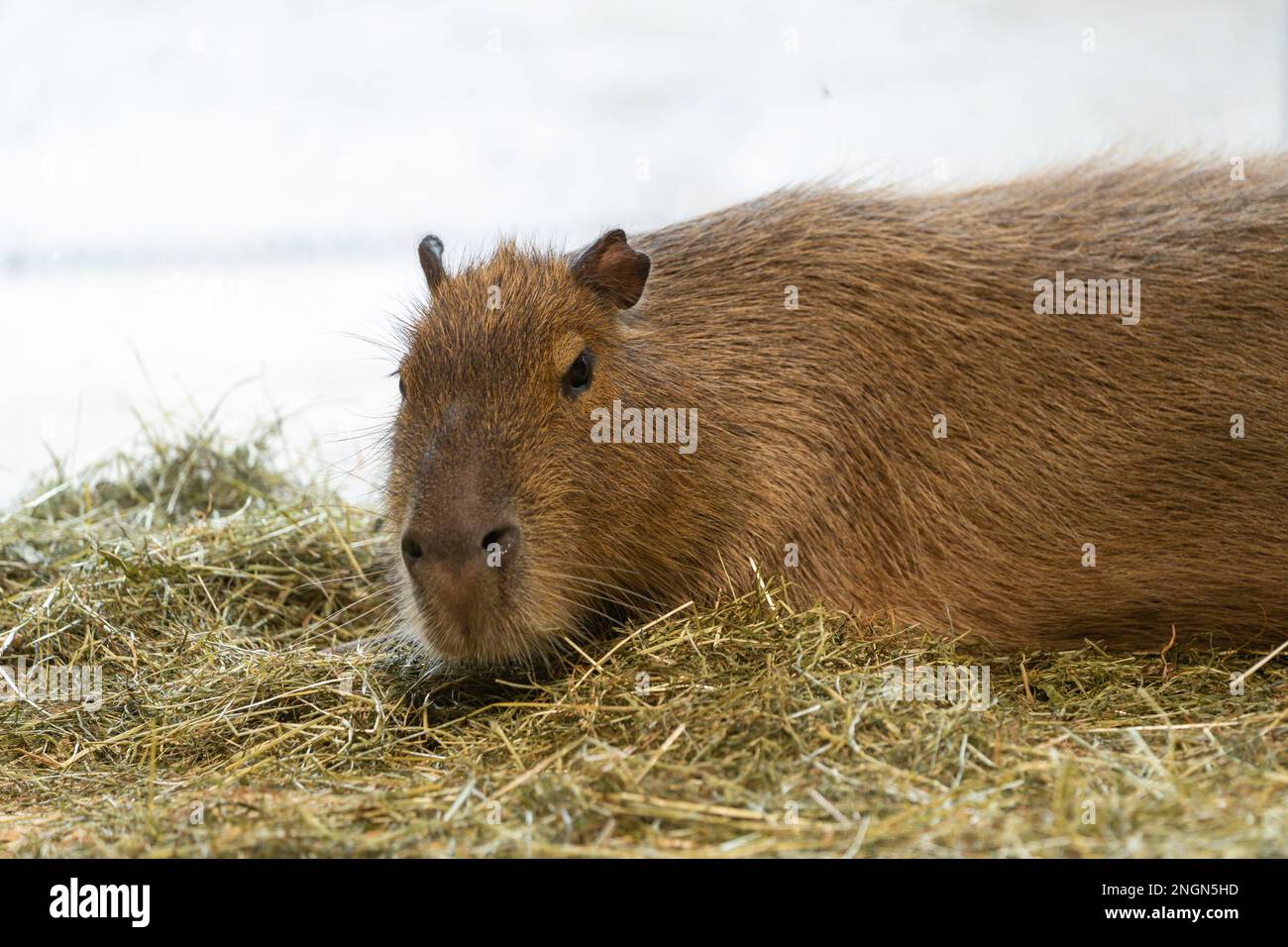 La maggiore capybara (Hydrochoerus hydrocaeris) giace su un fovero di fieno Foto Stock