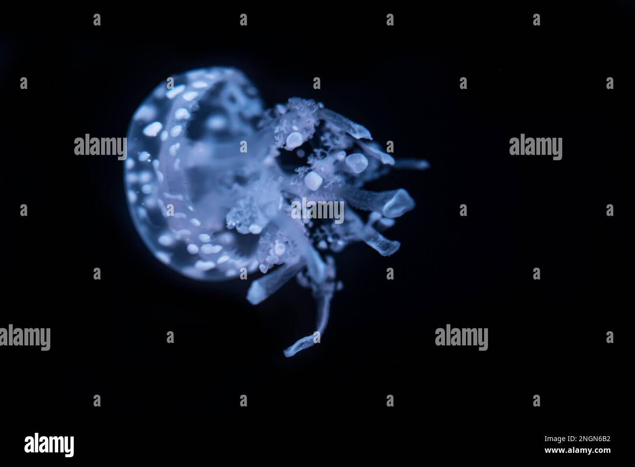 Medusa bianca (Phyllorhiza punctata) nell'acqua di mare scura. Pesce gelatinoso bianco blu nell'habitat naturale dell'oceano Foto Stock