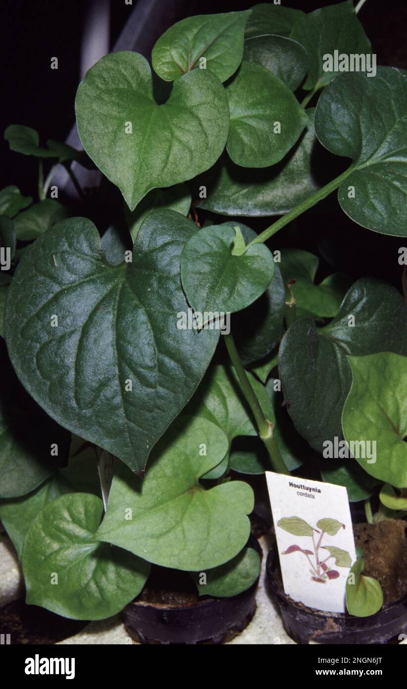 Houttuynia cordata, noto anche come menta di pesce, foglia di pesce, pianta arcobaleno, pianta di camaleonte, foglia di cuore, Erba di pesce, o coda di lucertola cinese Foto Stock