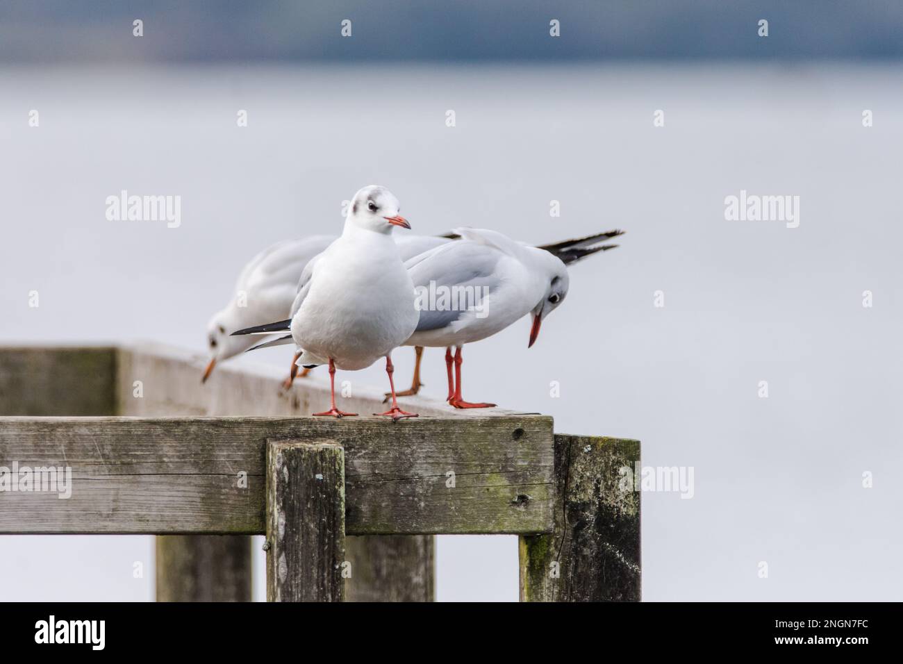 Un gruppo di gabbiette nere appollaiate su una rotaia di legno, Staffordshire, Regno Unito Foto Stock