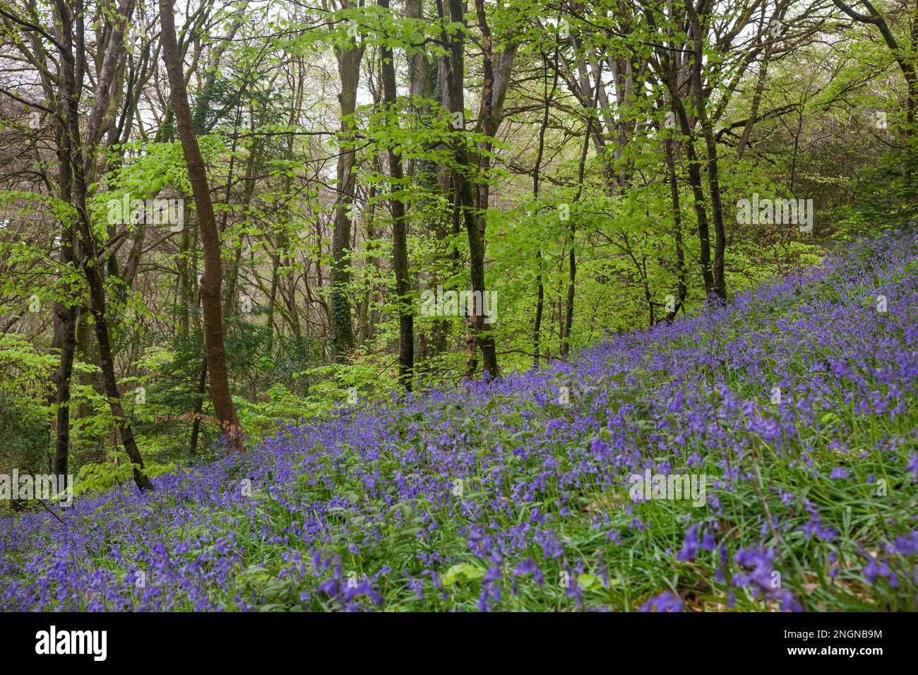 Una valle di bluebells Cornish Foto Stock