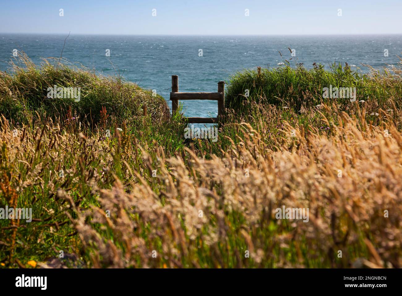 Cornfield con vista sull'oceano, Cornovaglia Foto Stock