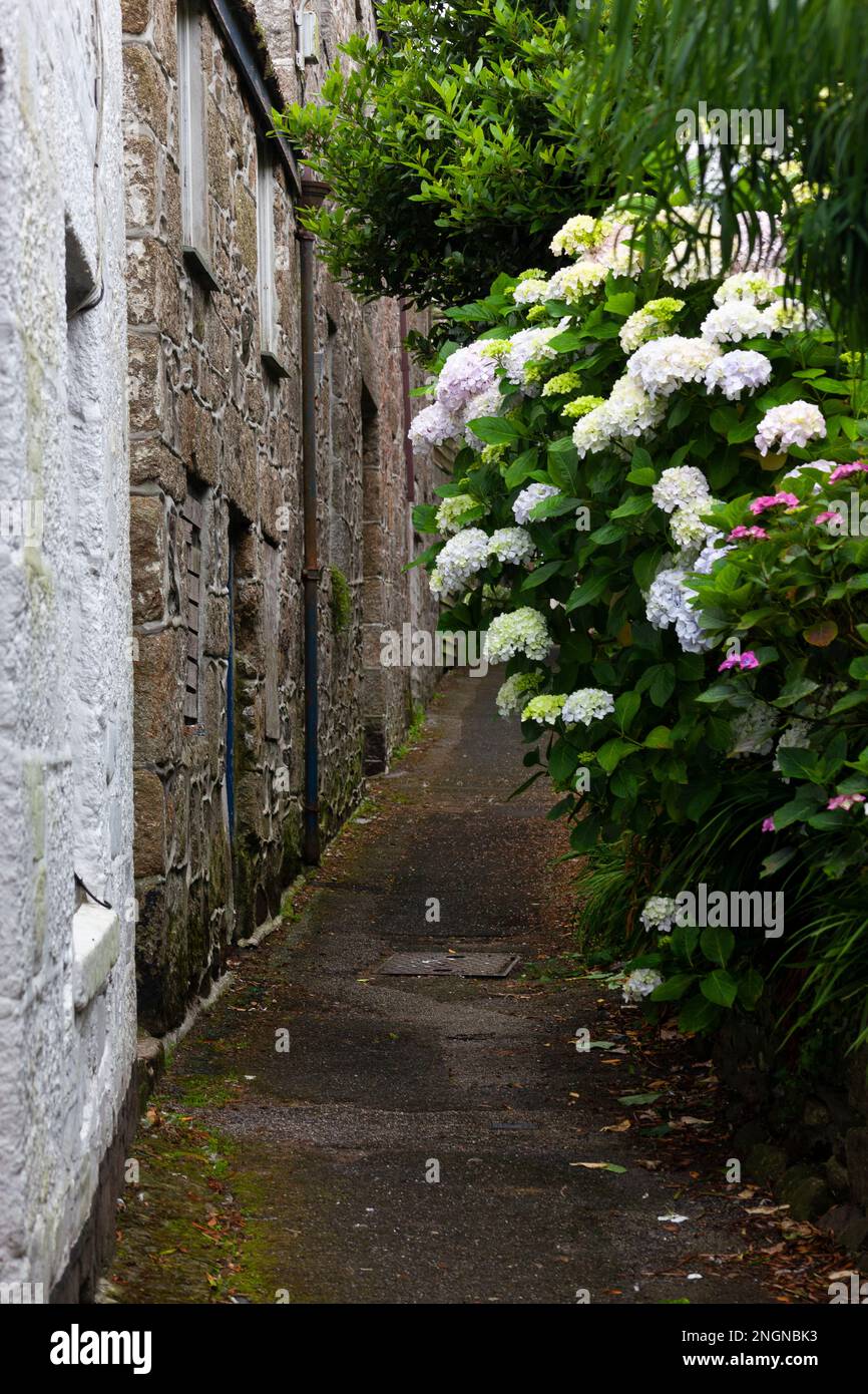 Idrangee su Foundry Lane, Newlyn, Cornovaglia Foto Stock