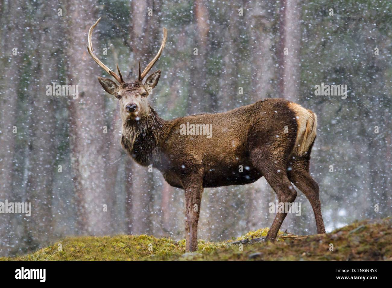 Cervo rosso in nevicata, Cairngorms Foto Stock