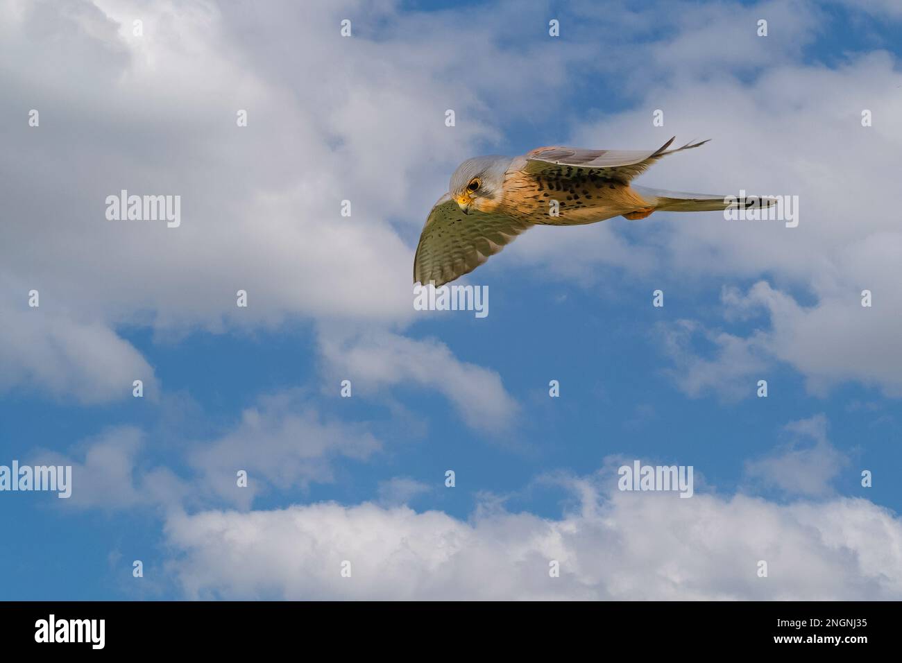 Primo piano di un'impennata e caccia Kestrel, Falco tinnunculus, sullo sfondo del cielo blu con nuvole di cumuli Foto Stock