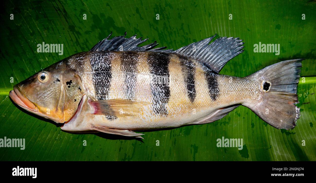 Pesce tropicale Tucunaré selvatico (Cichla ocellaris). Primo piano di pesci amazzonici di acqua dolce Foto Stock