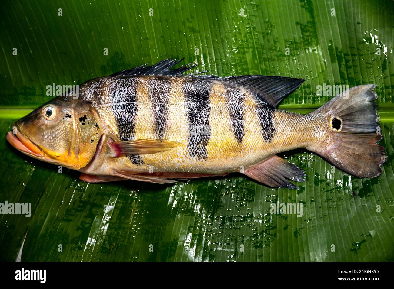 Pesce tropicale Tucunaré selvatico (Cichla ocellaris). Primo piano di pesci amazzonici di acqua dolce Foto Stock