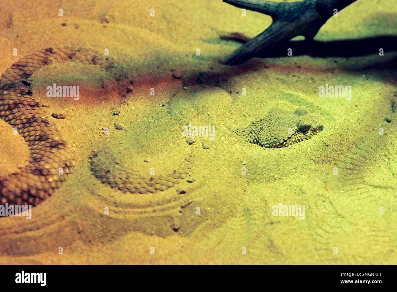 Cerastes vipera, il nome comune vipera di sabbia del Sahara e vipera di Avicenna, è una specie di vipera endemica dei deserti del Nord Africa e della penisola del Sinai. Foto Stock