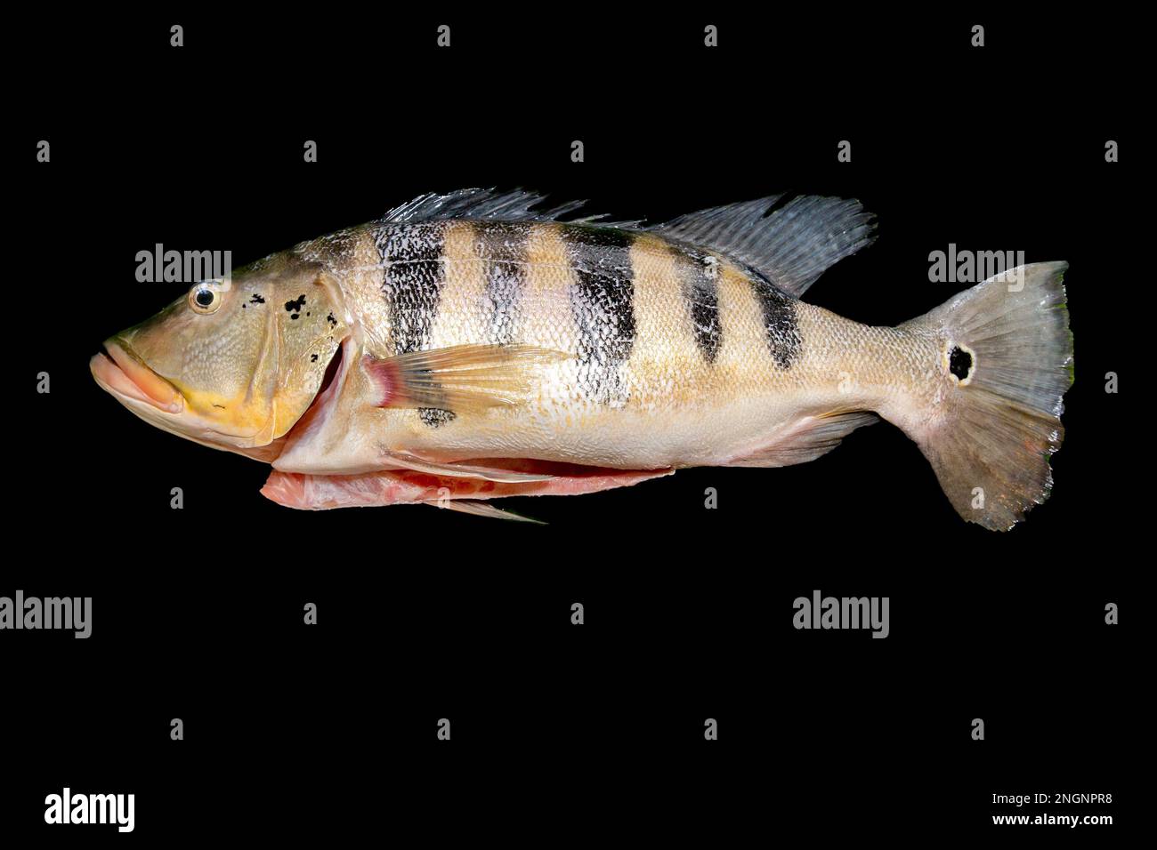 Pesce tropicale Tucunaré selvatico (Cichla ocellaris). Primo piano di pesci amazzonici di acqua dolce Foto Stock