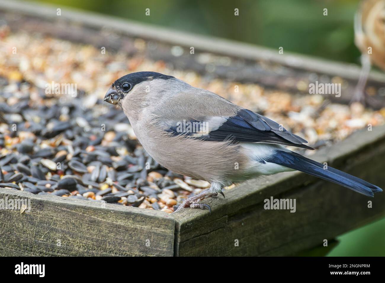 Giovenche eurasiatica, pirrhula pirrhula, singola femmina adulta che mangia presso l'alimentatore di uccelli, Norfolk, East Anglia, Inghilterra, Regno Unito Foto Stock