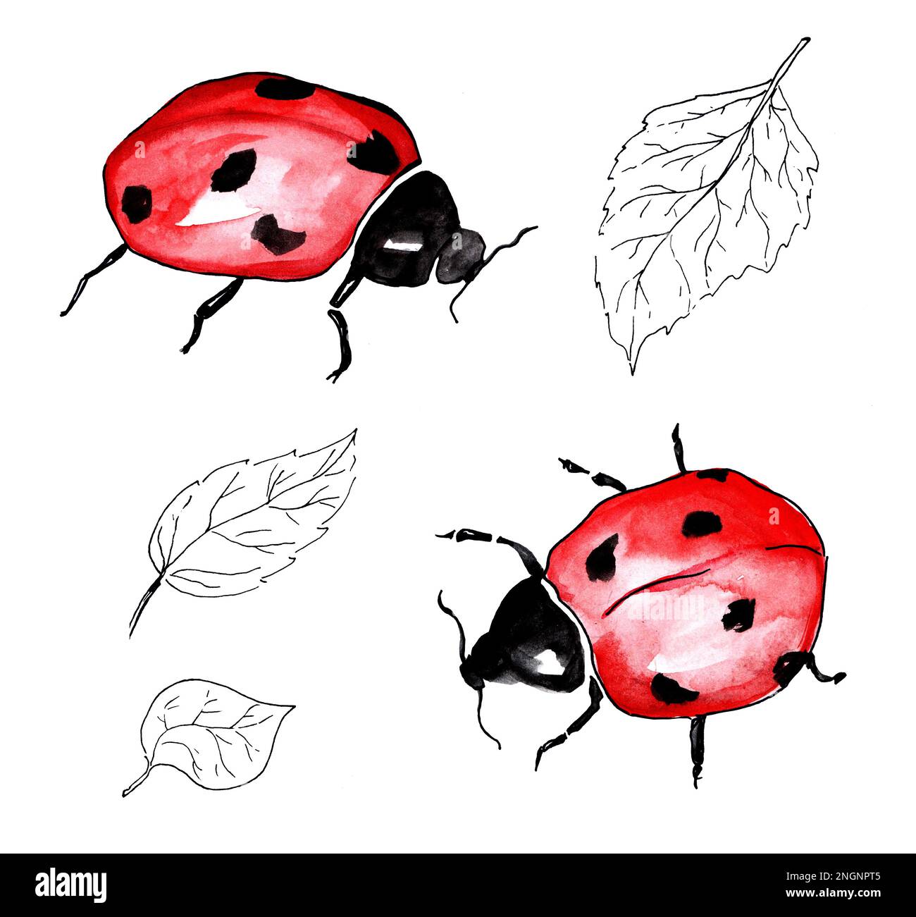 Illustrazione acquerello Ladybug su sfondo bianco. Foglie di betulla con linea nera. Foto Stock