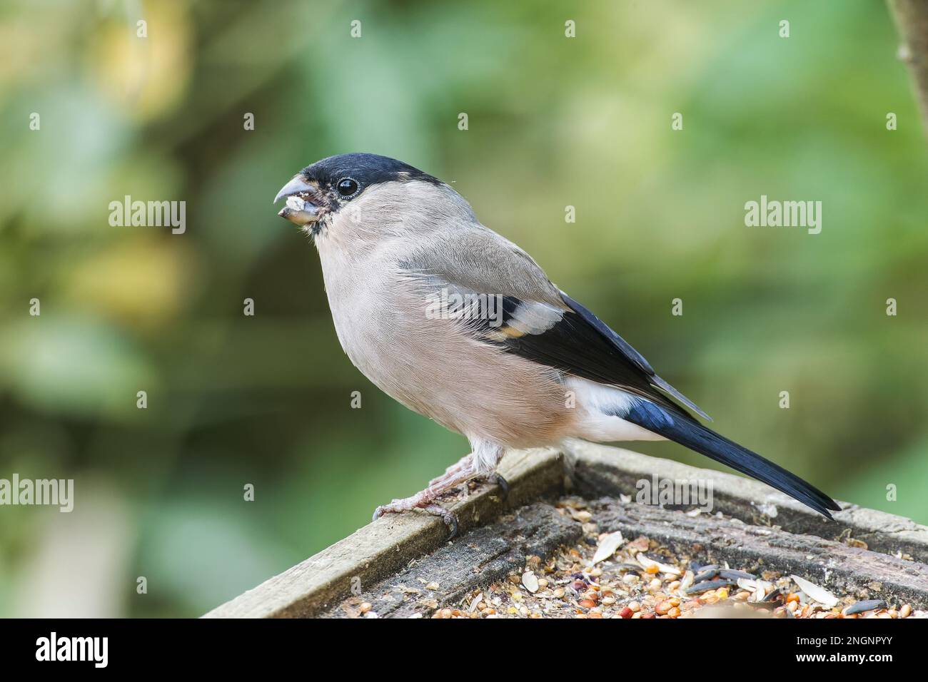 Bulfinca eurasiatica, pirrhula pirrhula, singola femmina adulta arroccata sul ramo di bush, Norfolk, East Anglia, Inghilterra, Regno Unito Foto Stock