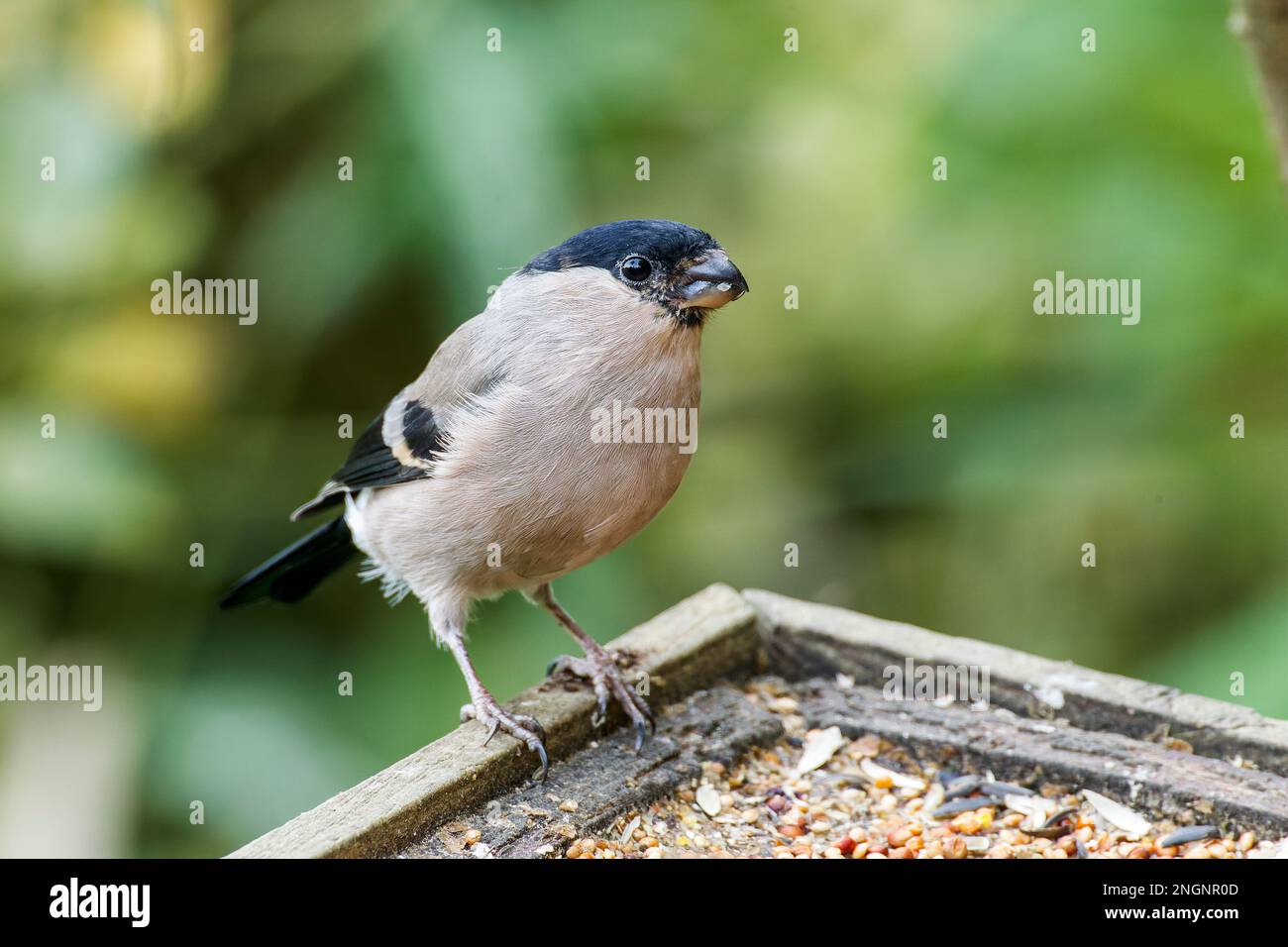 Giovenche eurasiatica, pirrhula pirrhula, singola femmina adulta che mangia presso l'alimentatore di uccelli, Norfolk, East Anglia, Inghilterra, Regno Unito Foto Stock