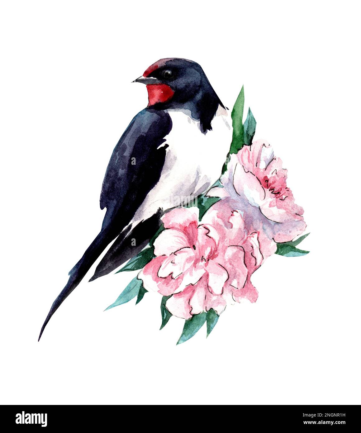 Acquerello illustrazione di una rondine e peonie su uno sfondo bianco. Molla. Bird day. Foto Stock