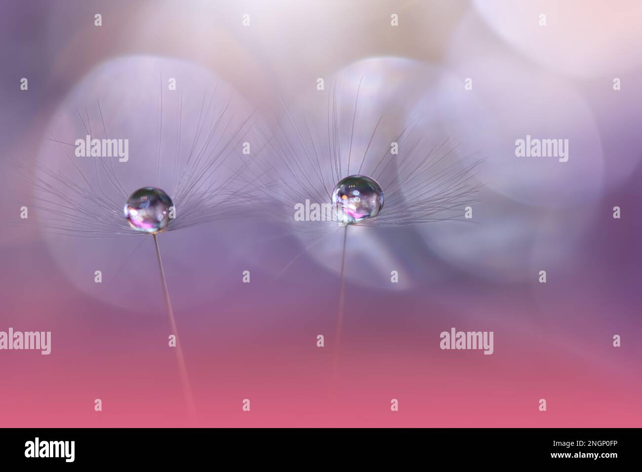 Bella natura sfondo.Arte floreale Design.Abstract Macro Fotografia.Pastel Flower.Dandelion Flowers.Violet background.Creative sfondo artistico Foto Stock