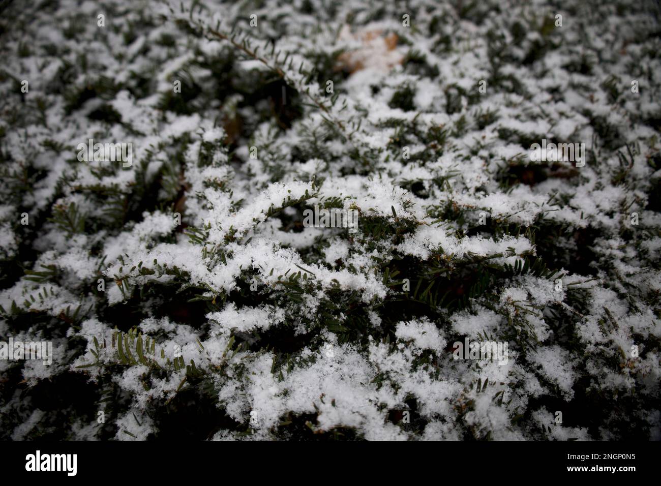 Primo piano dei rami di alberi sempreverdi ricoperti di neve durante un inverno del New England Foto Stock