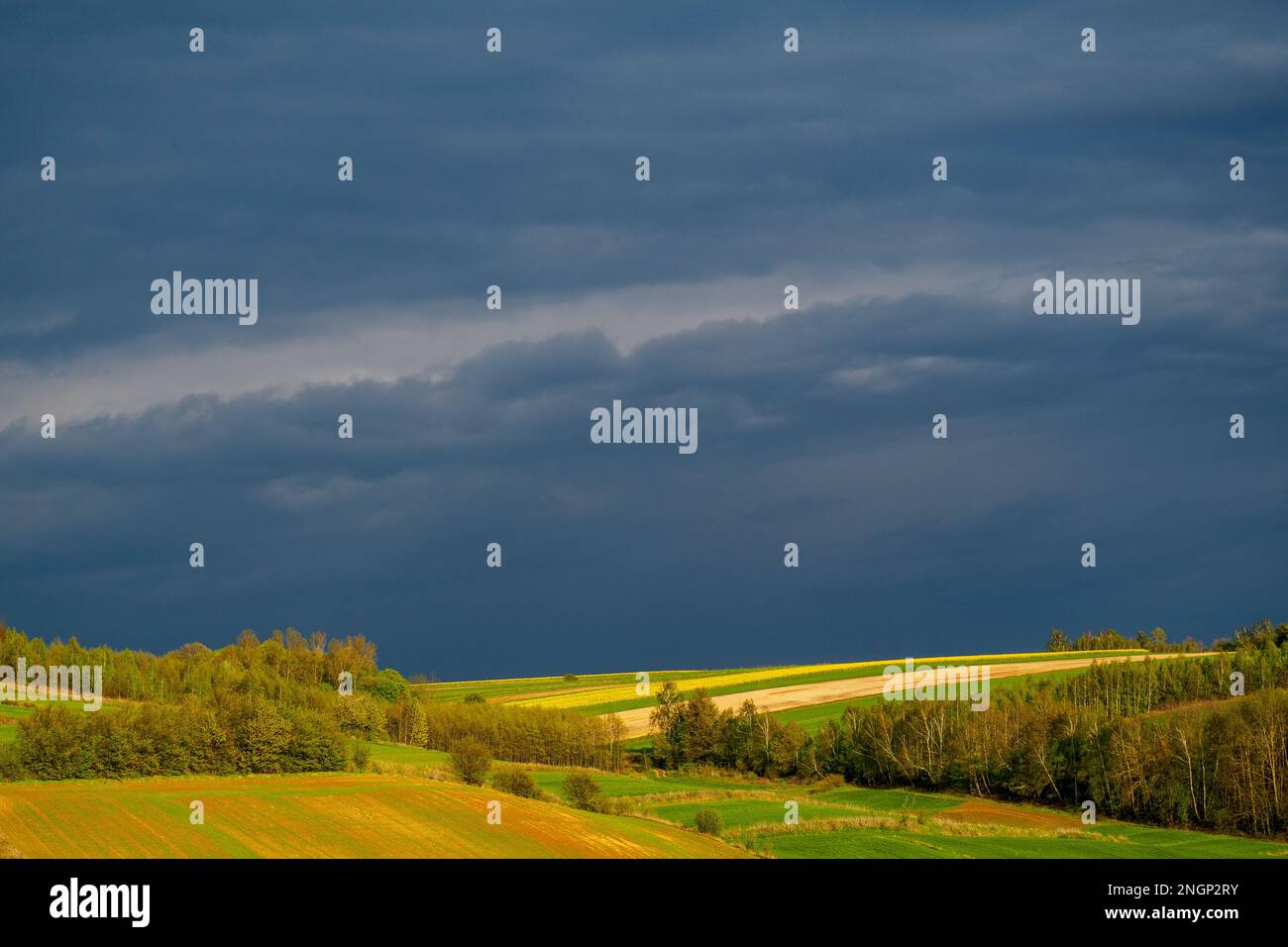 Cereali verdi giovani. Fioritura di colza. Sole splendente che illumina campi, alberi e cespugli. Roztocze. Polonia orientale. Foto Stock