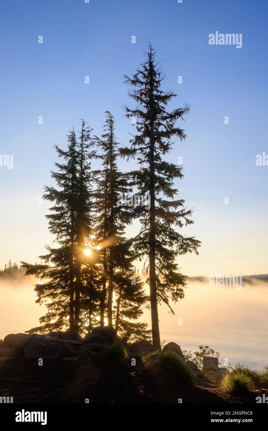 Douglas, abeti e nebbia sul Big Lake all'alba; Cascade Mountains, Oregon. Foto Stock