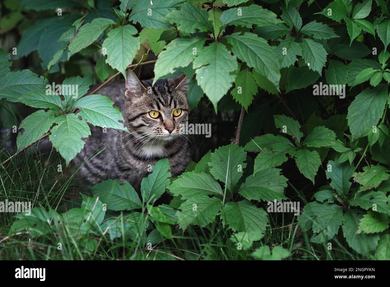 Giovane gatto domestico di tabby che si nasconde nell'erba verde mentre caccia Foto Stock