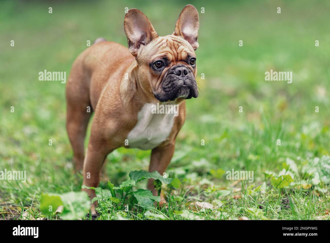 Ritratto di giovane cane bulldog francese su erba verde nel parco. Animali domestici in natura Foto Stock