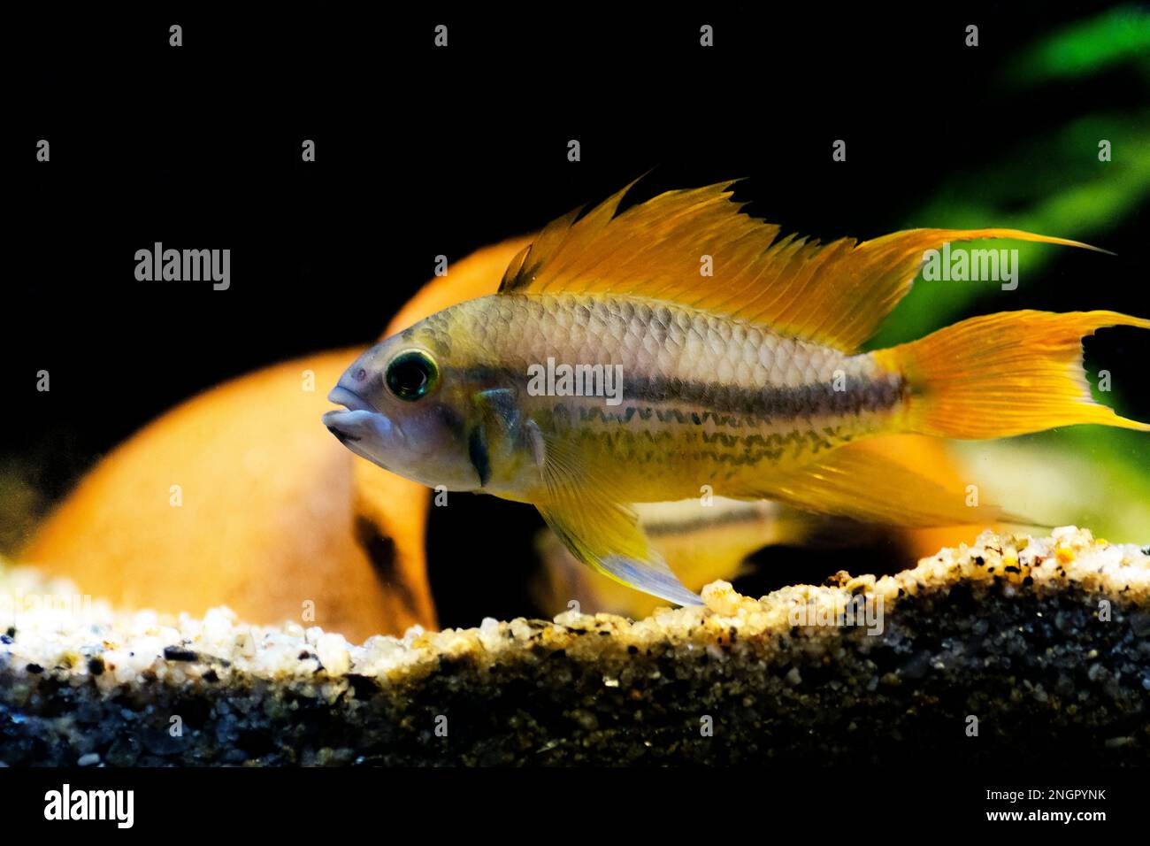 Cockatoo nana cichlid pesce - Apistogramma cacatuoides Foto Stock