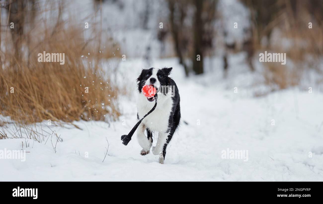 Bordo collie in esecuzione con una palla giocattolo sulla neve in inverno. Cane alla natura. Foto Stock