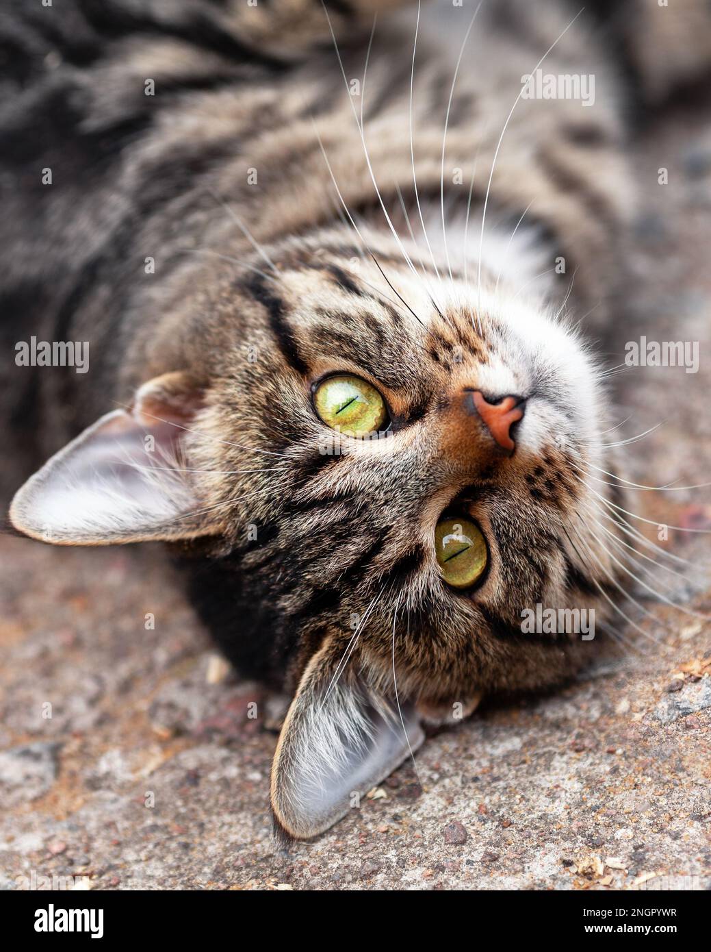 Carino domestico grigio gatto tabby sdraiato sul terreno e guardando con grandi occhi gialli. Verticale primo piano dell'animale domestico. Foto Stock