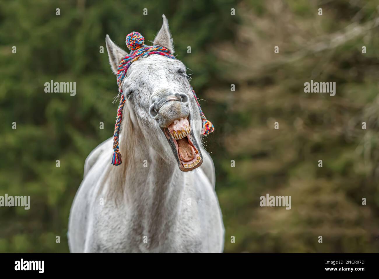 Divertente ritratto di testa di un cavallo arabo bianco che gelda indossando un berretto lanoso e mostrando un trucco sembra ridere Foto Stock