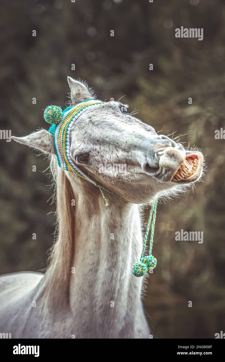 Divertente ritratto di testa di un cavallo arabo bianco che gelda indossando un berretto lanoso e mostrando un trucco sembra ridere Foto Stock