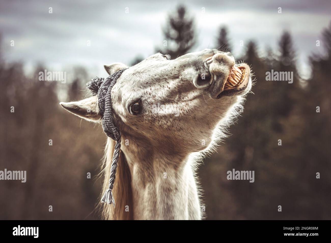 Divertente ritratto di testa di un cavallo arabo bianco che gelda indossando un berretto lanoso e mostrando un trucco sembra ridere Foto Stock