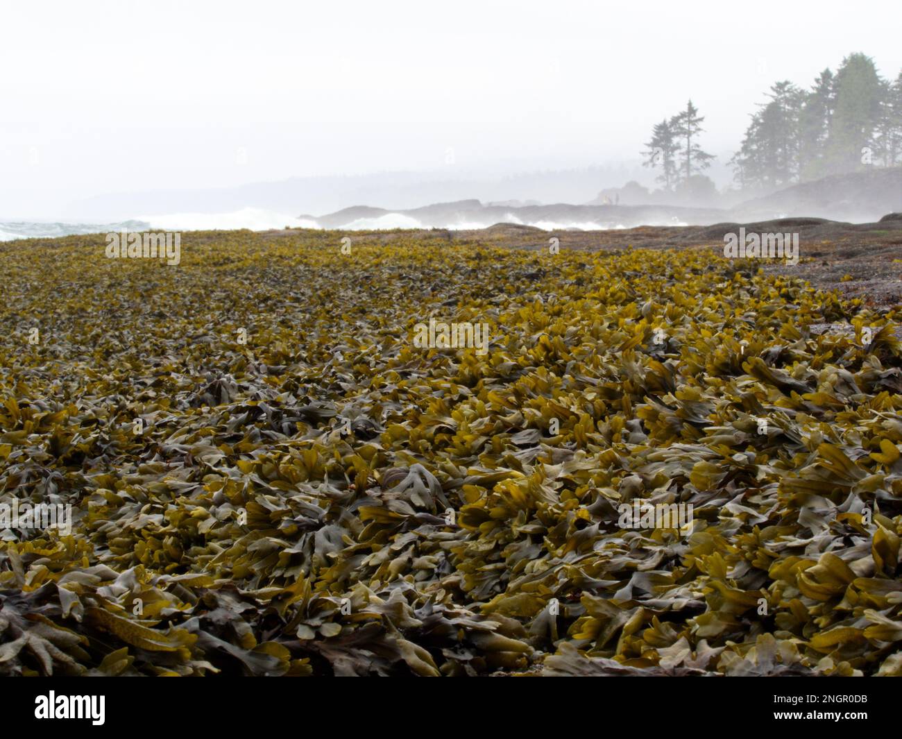 Kelp o alghe su una riva rocciosa con alberi in lontananza attraverso la nebbia. Preso sulla costa meridionale dell'Isola di Vancouver, tra Victoria e Port Renfr Foto Stock