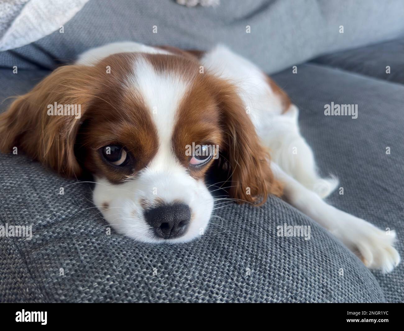 Cavalier King Charles Spaniel. Foto Stock