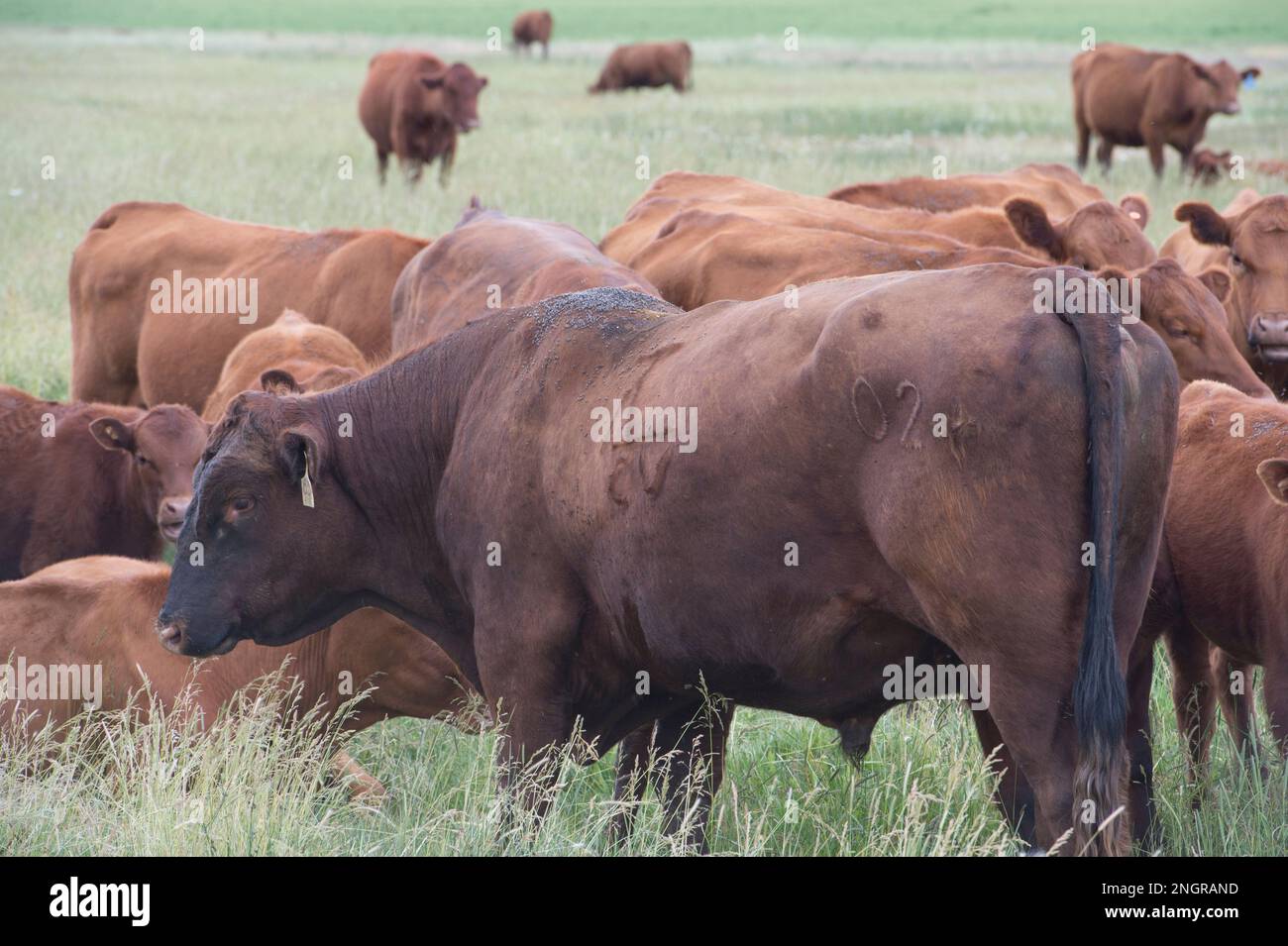 red angus bull e mucche in Un prato su un ranch di bestiame nell'Idaho centrale Foto Stock